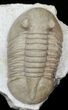 Asaphus bottnicus Trilobite - Uncommon Species #31306-1
